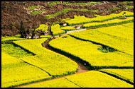 Path Through Rapeseed Fields, Luoping, China
