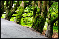 Trees And Trolls, Best Of 2012, Norway