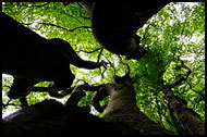Tree Abstraction, Best Of 2012, Norway
