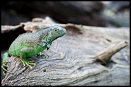 Iguana, Best Of, Guatemala