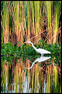 Great Egret, Best Of, Guatemala