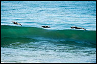 Brown Pelicans, Best Of, Guatemala