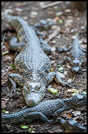 Resting Caiman, Best Of, Guatemala