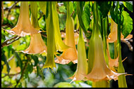 Angel's Trumpet, Sicily, Italy