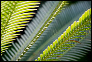 Gun Palm, Sicily, Italy