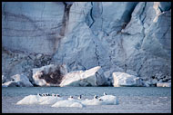Seagull And Glacier, Svalbard, Norway