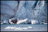 Seagull And Glacier, Svalbard, Norway