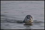 Ringed Seal, Svalbard, Norway