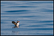 Puffin, Svalbard, Norway