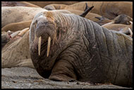 Walrus, Svalbard, Norway