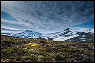 Arctic Poppy, Svalbard, Norway