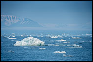 Seagull On Iceberg, Svalbard, Norway