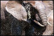 Elephant Shower, Best Of SA, South Africa