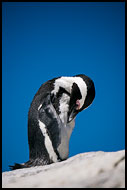 African Penguin, Best Of SA, South Africa