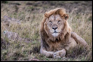 African Lion, Best Of SA, South Africa