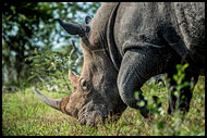 White Rhinoceros, Best Of SA, South Africa