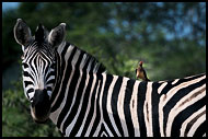 Zebra And Oxpecker, Best Of SA, South Africa
