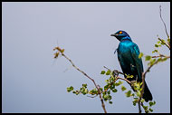 Cape Starling, Best Of SA, South Africa