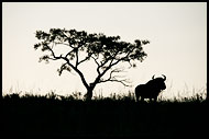 Blue Wildebeest, Best Of SA, South Africa