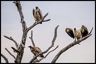 White-Backed Vultures, Best Of SA, South Africa