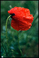 Sad Poppy, Best of 2001, Norway