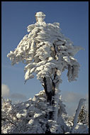 Snowman Tree, Radhošť, Czech republic