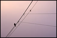 Bird On Boat Mast, Best of 2001, Norway