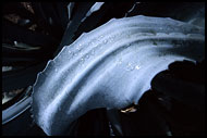 Agave Leaf, Best Of Curaçao, Curaçao